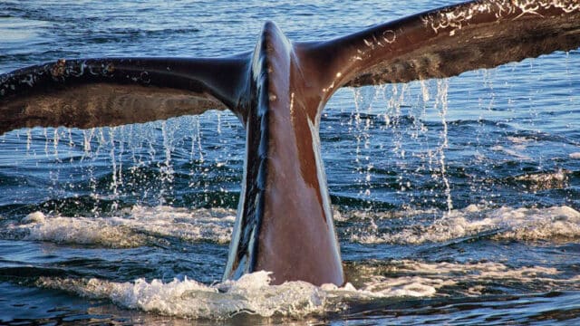 Whale tail off the coast of VA Beach