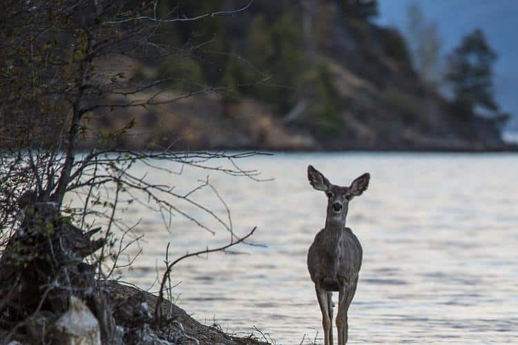 Virginia Beach Paddle Boarder rescues baby deer.