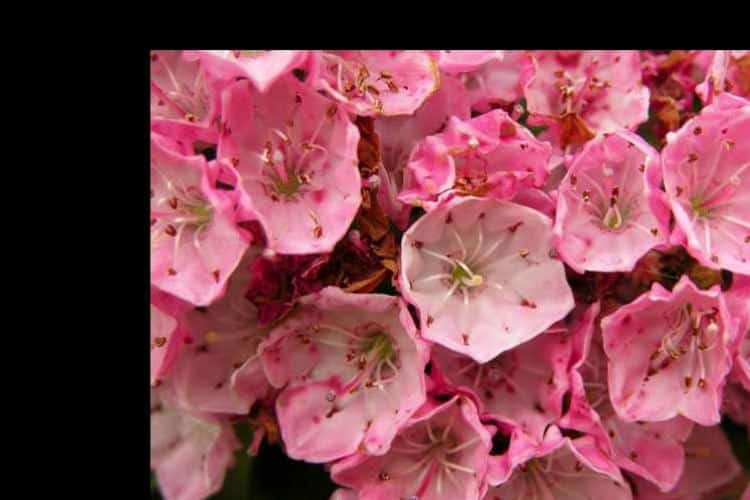 Virginia Beach flowers