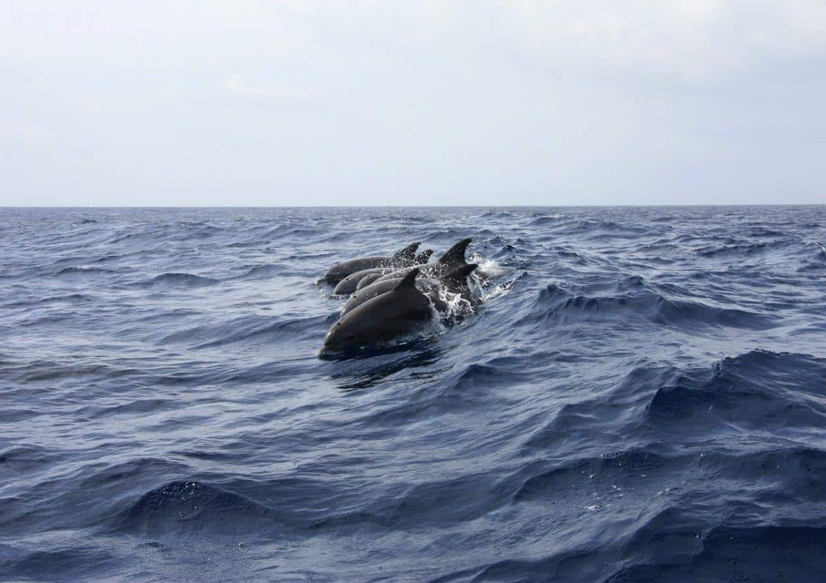 Dolphin Swimming