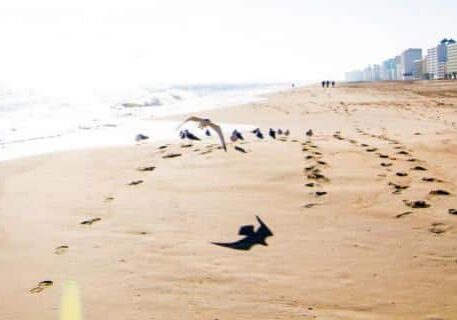 Virginia Beach Sand